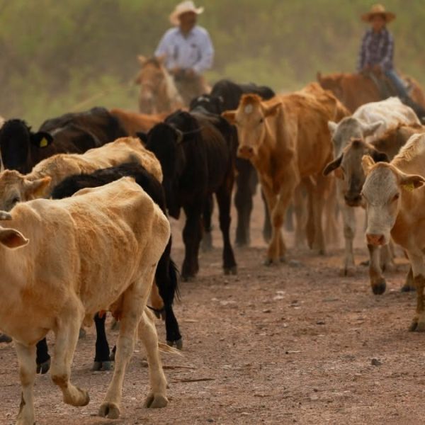 Alertan ganaderos por ingreso ilegal de reses; piden reforzar vigilancia en la frontera sur