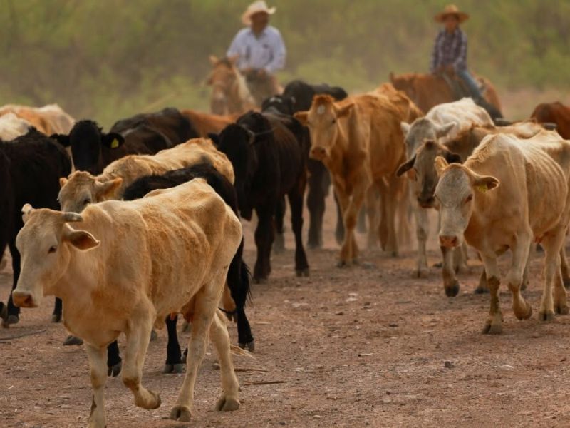 Alertan ganaderos por ingreso ilegal de reses; piden reforzar vigilancia en la frontera sur