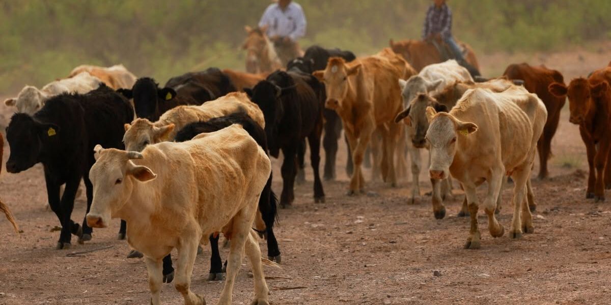 Alertan ganaderos por ingreso ilegal de reses; piden reforzar vigilancia en la frontera sur