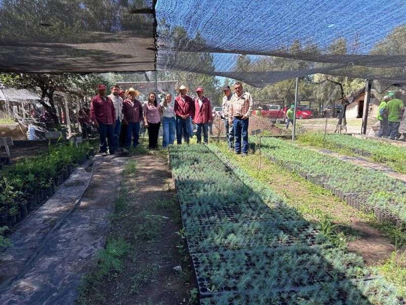 Senadora Olga Sosa recorre viveros de Sembrando Vida en Miquihuana