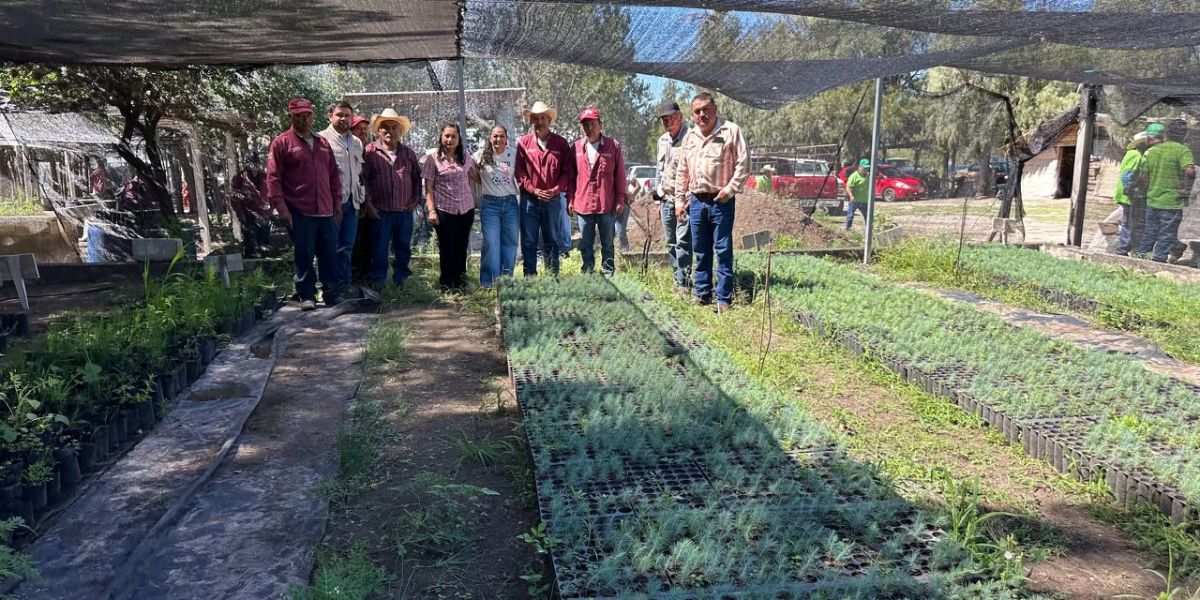 Senadora Olga Sosa recorre viveros de Sembrando Vida en Miquihuana