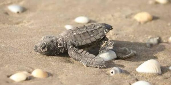 SEDUMA no ha detectado consumo ni robo de huevo de tortuga