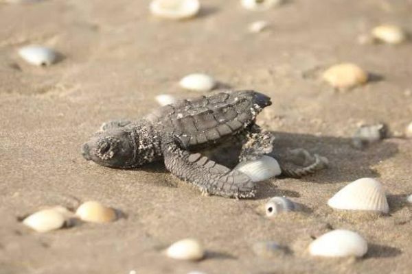 SEDUMA no ha detectado consumo ni robo de huevo de tortuga