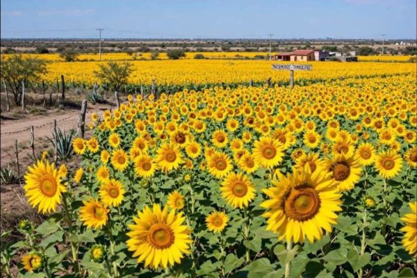 Agricultores de Matamoros analizan el cultivo de girasol como nueva alternativa productiva