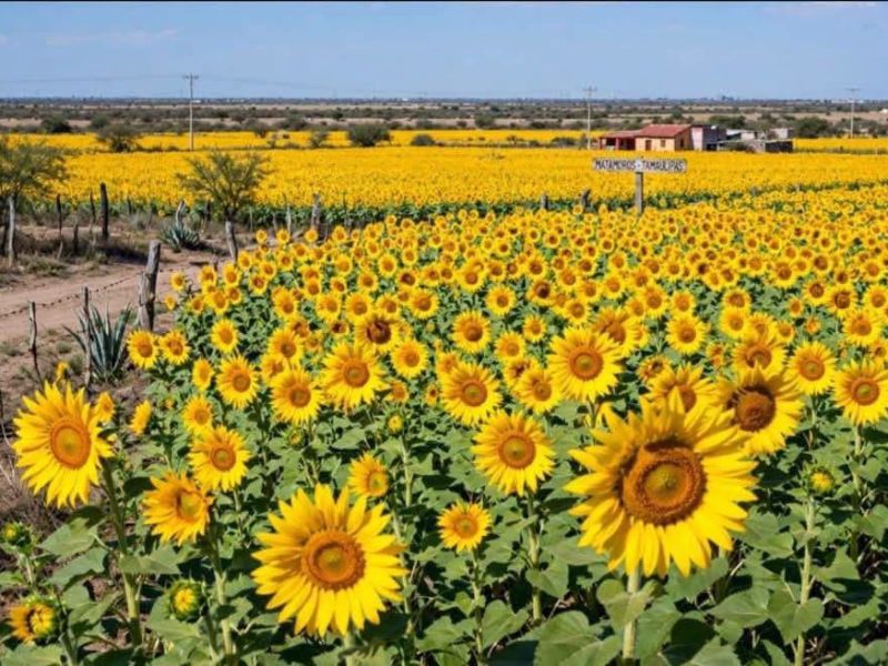 Agricultores de Matamoros analizan el cultivo de girasol como nueva alternativa productiva