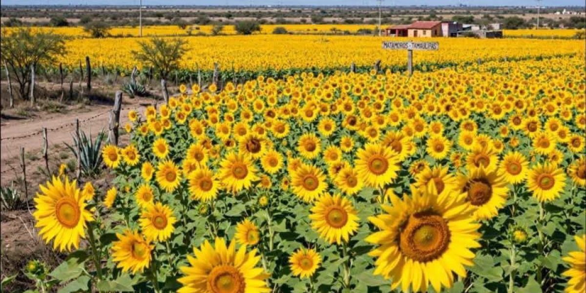 Agricultores de Matamoros analizan el cultivo de girasol como nueva alternativa productiva