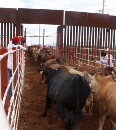 Vuelve la exportación de ganado mexicano a Estados Unidos