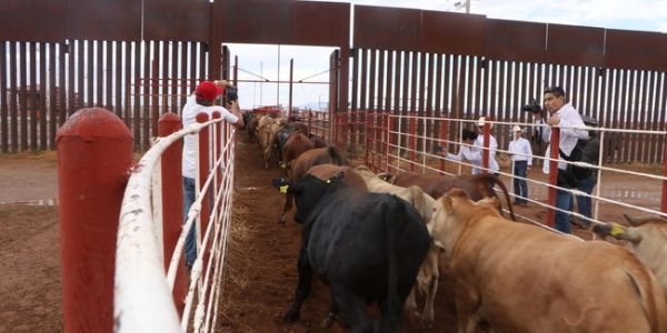 Vuelve la exportación de ganado mexicano a Estados Unidos