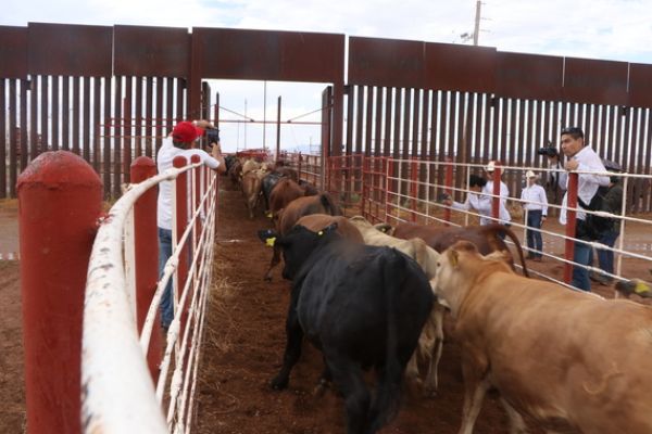 Vuelve la exportación de ganado mexicano a Estados Unidos