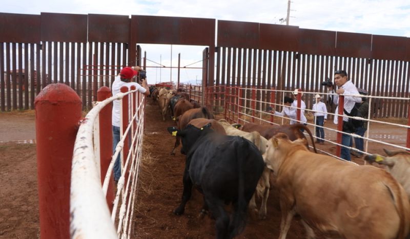 Vuelve la exportación de ganado mexicano a Estados Unidos