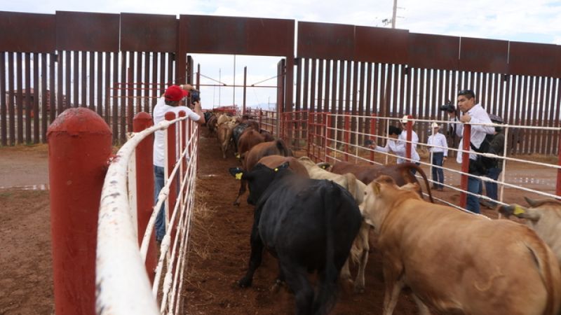 Vuelve la exportación de ganado mexicano a Estados Unidos