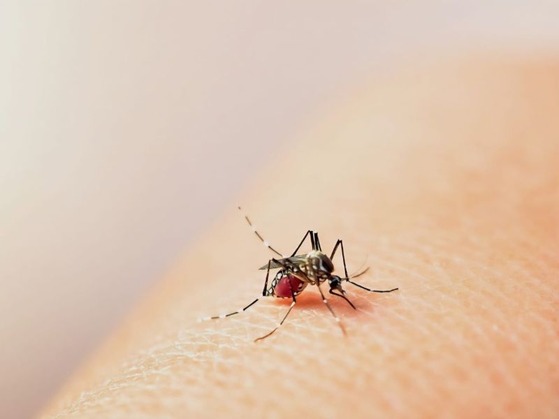 Sin repunte de casos, Salud refuerza acciones contra el dengue