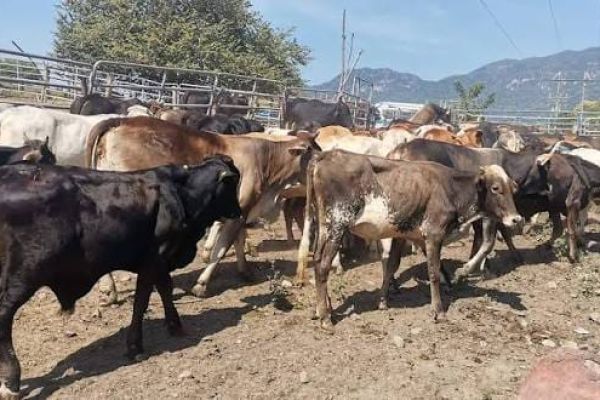 Productores de Tamaulipas cierran filas para exigir medidas urgentes
