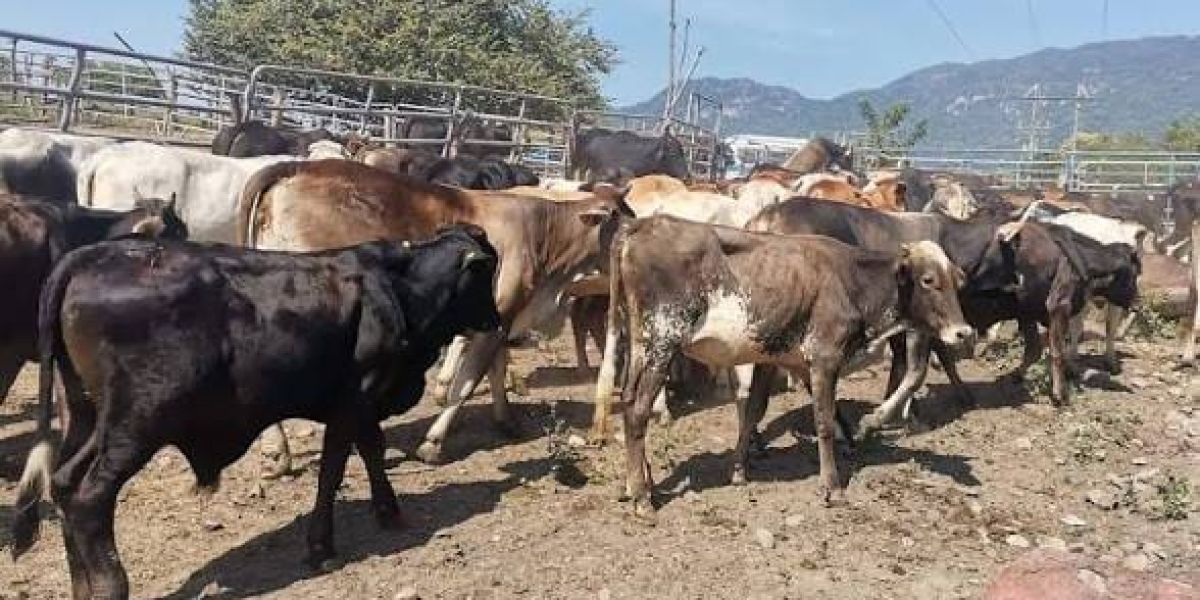 Productores de Tamaulipas cierran filas para exigir medidas urgentes