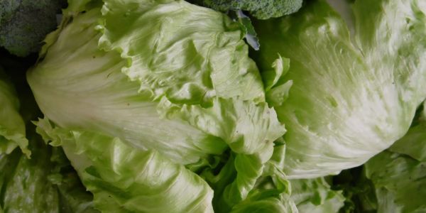 La lechuga se queda en menús, pero con mayores controles de higiene: CANIRAC