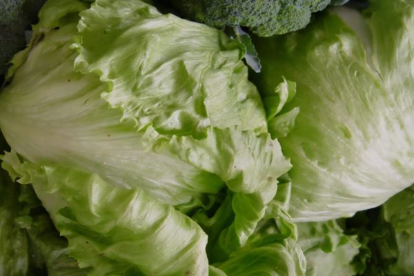 La lechuga se queda en menús, pero con mayores controles de higiene: CANIRAC