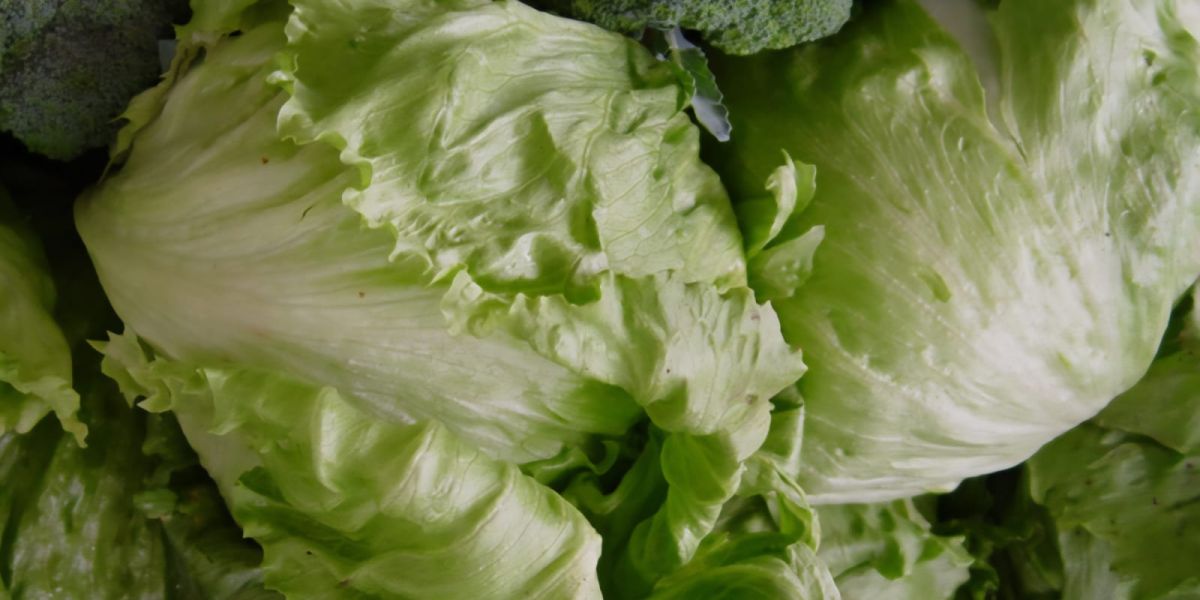 La lechuga se queda en menús, pero con mayores controles de higiene: CANIRAC