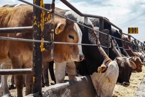 Ganaderos de Tamaulipas pagaran más por exportar