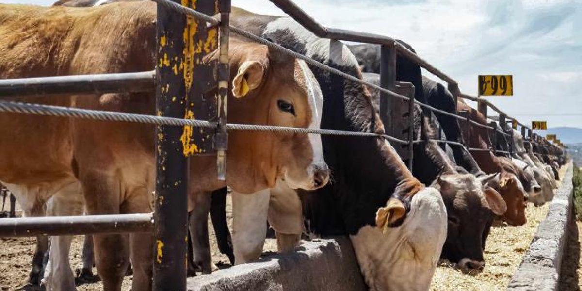 Ganaderos de Tamaulipas pagaran más por exportar