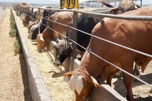 Reapertura de la frontera dispararía hasta 50% el precio del becerro