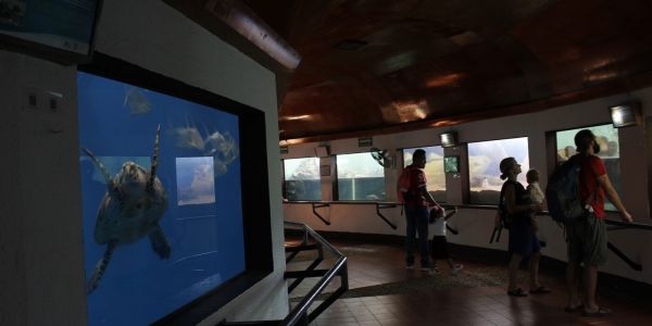 Tamaulipas va por museo de la tortuga lora; arrancará en septiembre en La Pesca