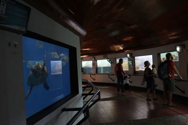 Tamaulipas va por museo de la tortuga lora; arrancará en septiembre en La Pesca