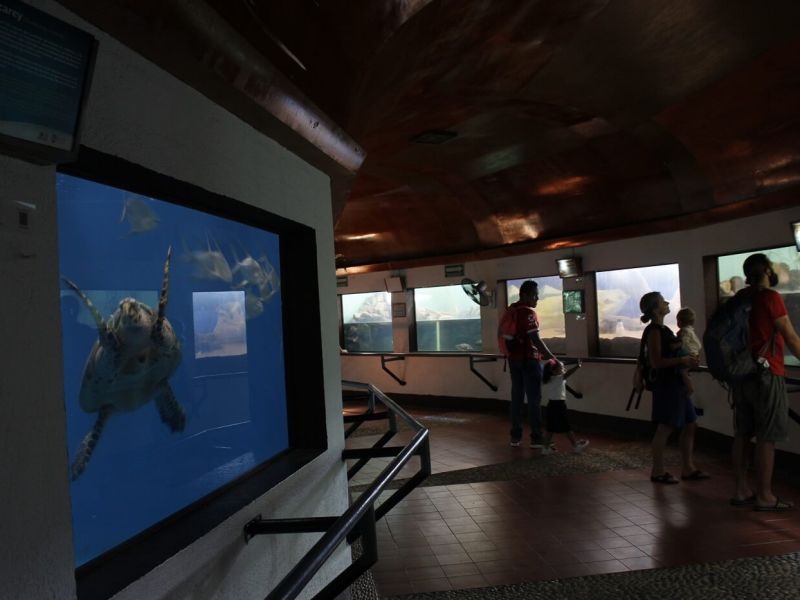 Tamaulipas va por museo de la tortuga lora; arrancará en septiembre en La Pesca