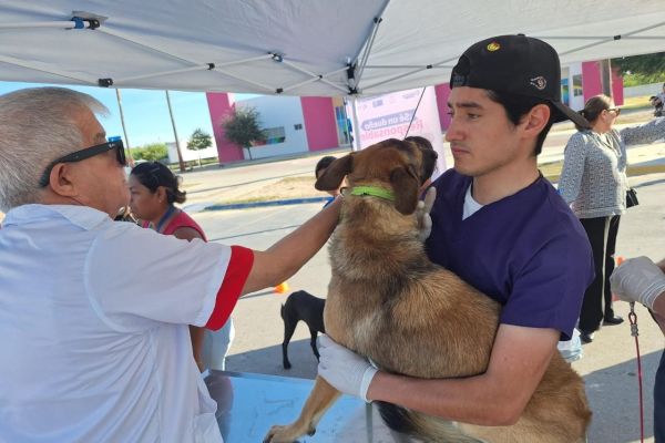 Llaman a proteger a perros y gatos contra la rabia; habrá vacunación gratuita este fin de semana