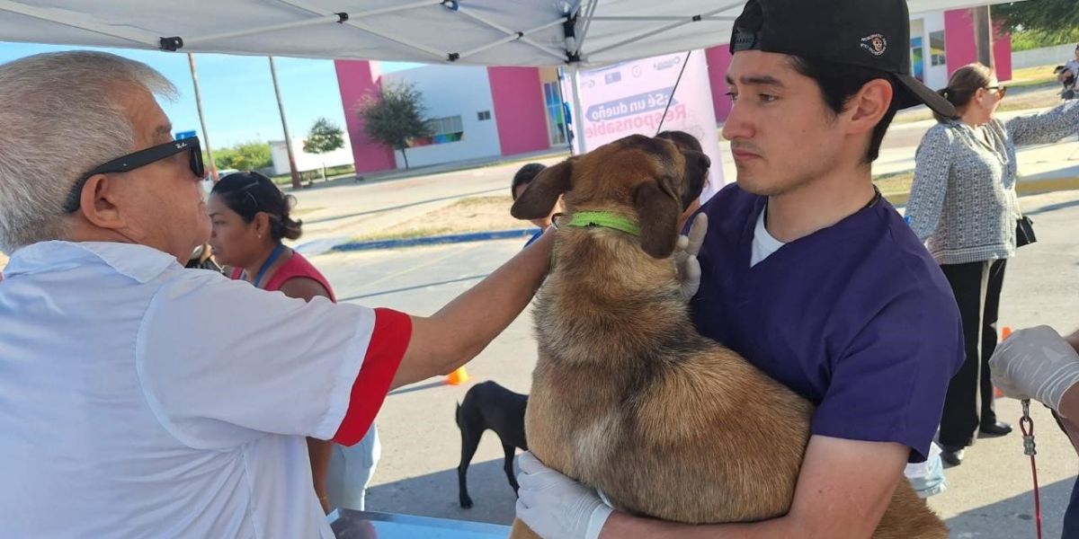 Llaman a proteger a perros y gatos contra la rabia; habrá vacunación gratuita este fin de semana