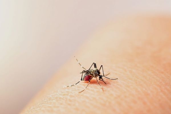 Estudian en Tamaulipas 8 defunciones por dengue