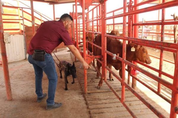Tamaulipas baja casos de gusano barrenador; de más de 120 a sólo 32