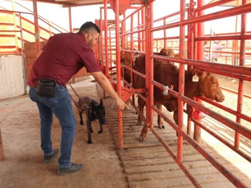 Tamaulipas baja casos de gusano barrenador; de más de 120 a sólo 32