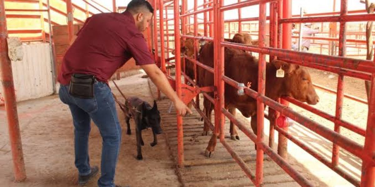 Tamaulipas baja casos de gusano barrenador; de más de 120 a sólo 32