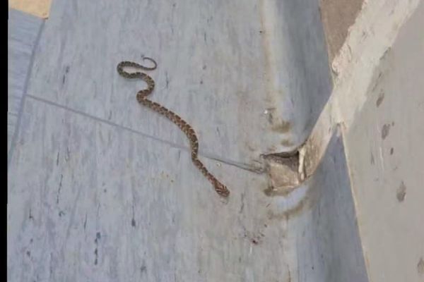 Hallan víbora en quirófano del Hospital General de El Mante