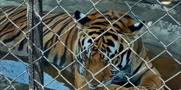Safari Altamira se deslinda de decomiso de animales exóticos