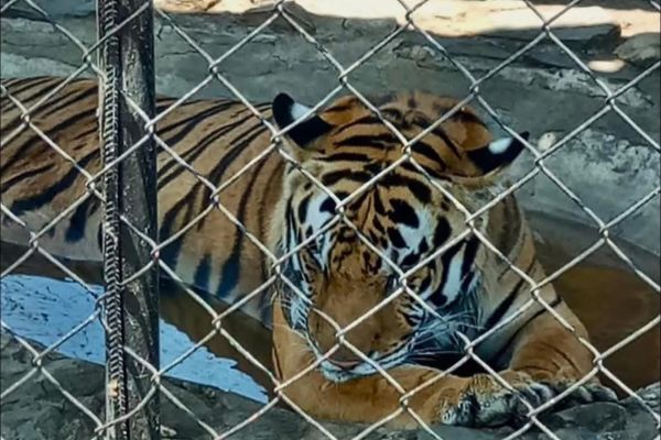 Safari Altamira se deslinda de decomiso de animales exóticos