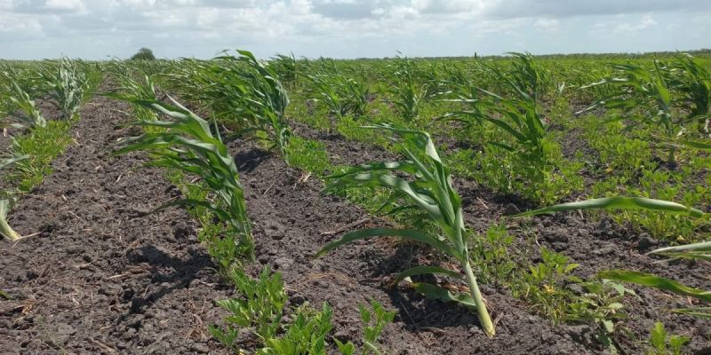 Sequía empuja al campo de Tamaulipas hacia el negocio del fracking