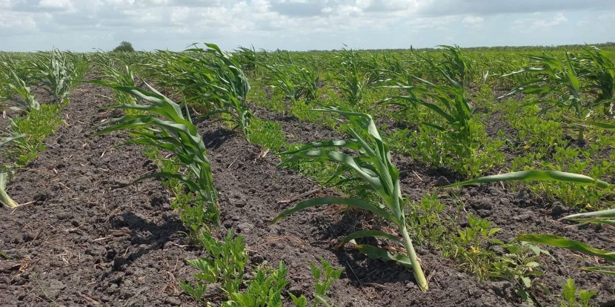 Sequía empuja al campo de Tamaulipas hacia el negocio del fracking