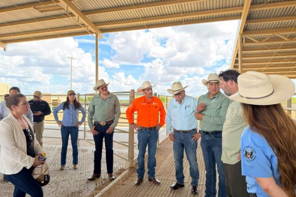 Ganaderos de Tamaulipas afinan ruta para reactivar exportación a EU