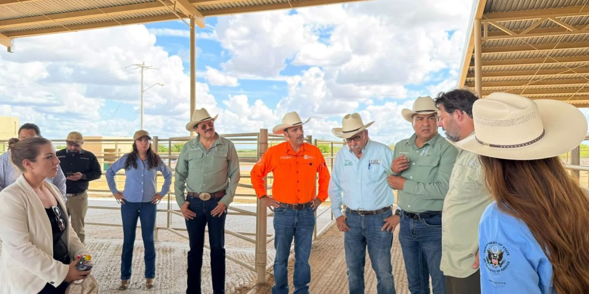 Ganaderos de Tamaulipas afinan ruta para reactivar exportación a EU