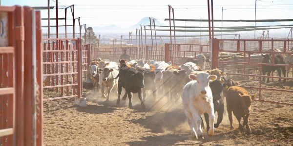 Exportación de ganado podría empujar precio del becerro en Tamaulipas
