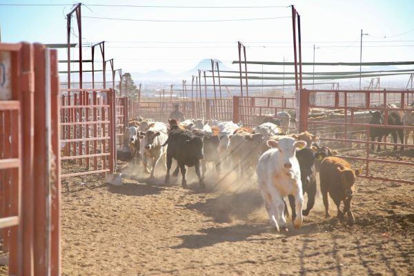 Exportación de ganado podría empujar precio del becerro en Tamaulipas