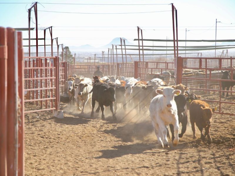 Exportación de ganado podría empujar precio del becerro en Tamaulipas