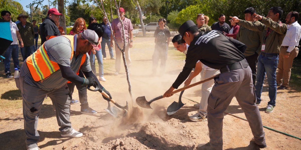 Supera gobierno municipal los 5 mil árboles plantados a través de arboleando NLD