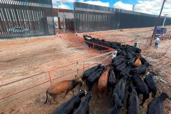 Reabren cruce ganadero Palomas–Columbus; esperan recuperar exportaciones de bovinos