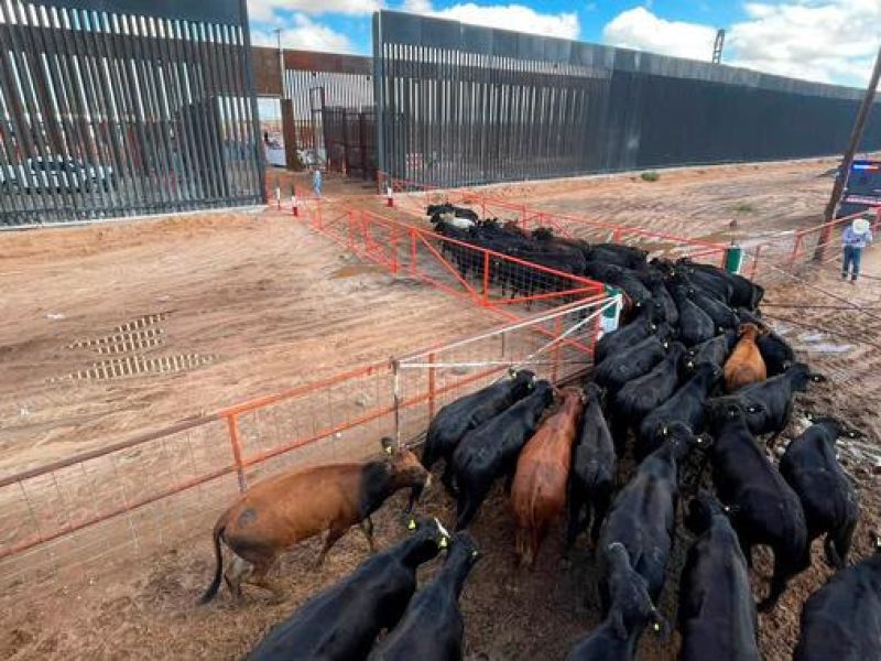 Reabren cruce ganadero Palomas–Columbus; esperan recuperar exportaciones de bovinos