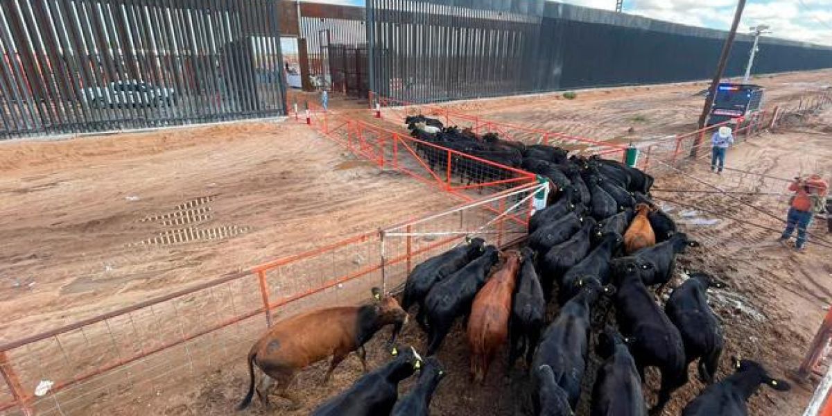 Reabren cruce ganadero Palomas–Columbus; esperan recuperar exportaciones de bovinos