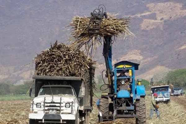 Alerta en el campo cañero; baja 8.7% el precio de referencia del azúcar