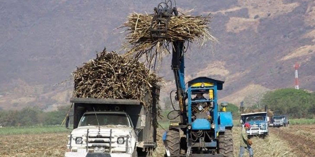 Alerta en el campo cañero; baja 8.7% el precio de referencia del azúcar