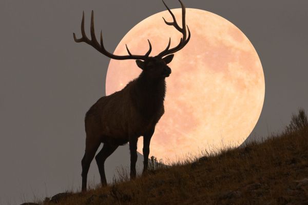 Luna de Ciervo 2025: ¿por qué se le llama así al fenómeno astronómico de julio?